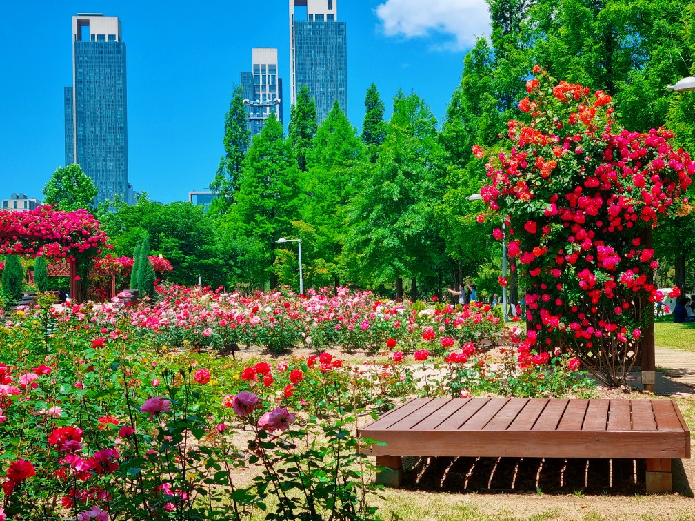 송도 해돋이공원 장미원: 시원한 그늘에서 장미보며 피크닉하기