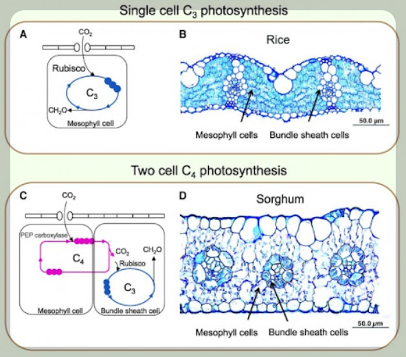 C3 식물과 C4식물의 해부학적 차이