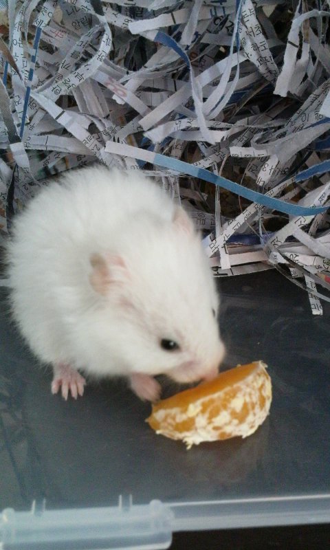 무지개다리의 날