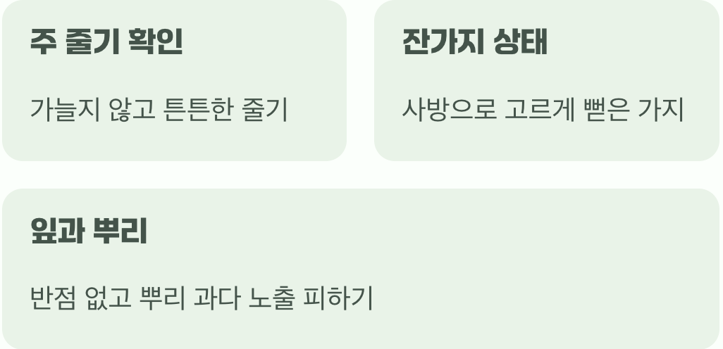 1. 첫 만남, 건강한 묘목 고르기