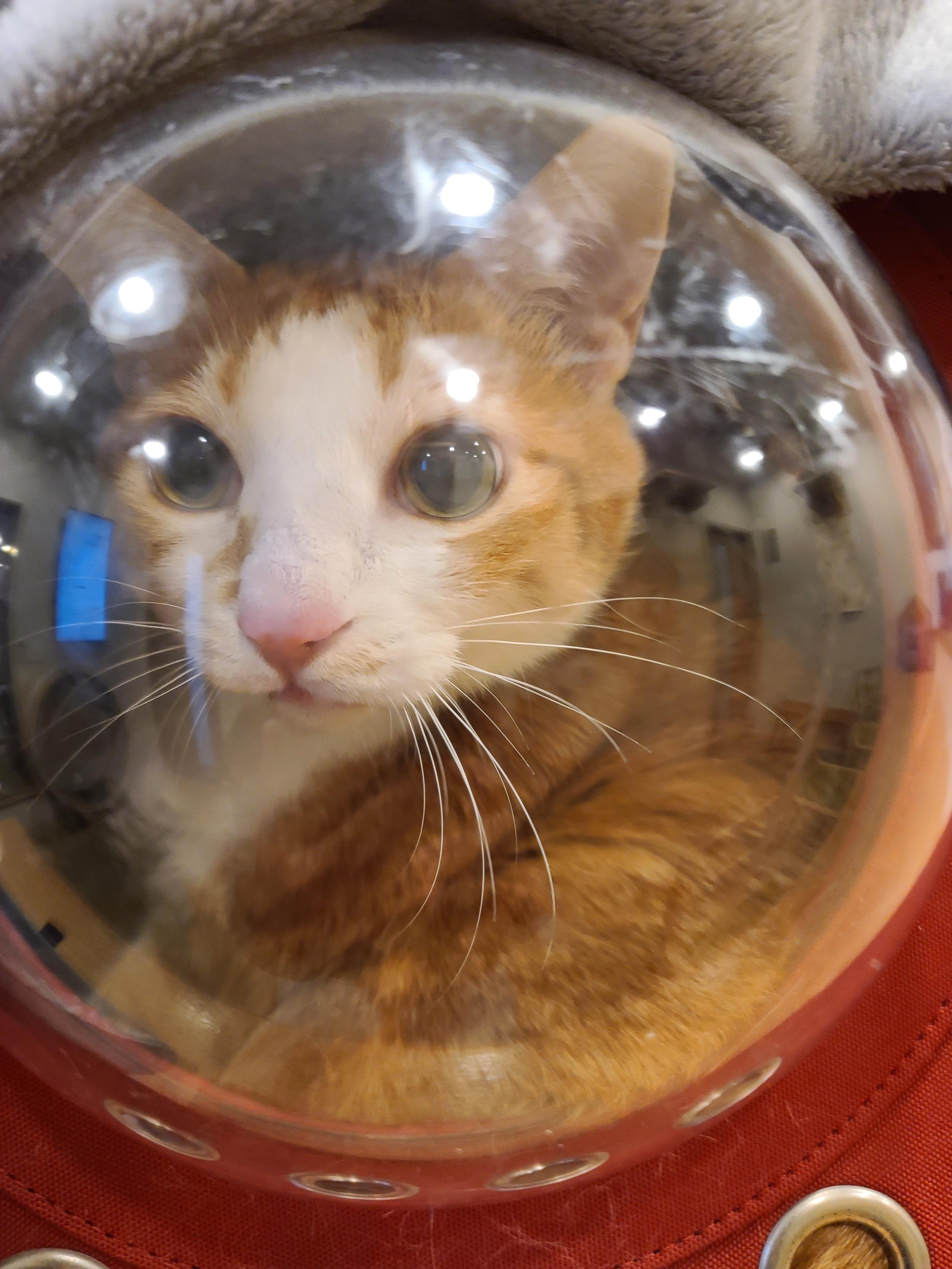 황달로 인한 호야의 입원. 고양이 황달.