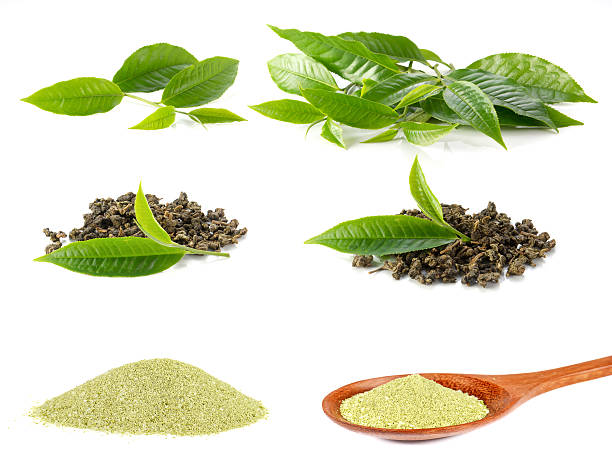 녹차추출물 효능