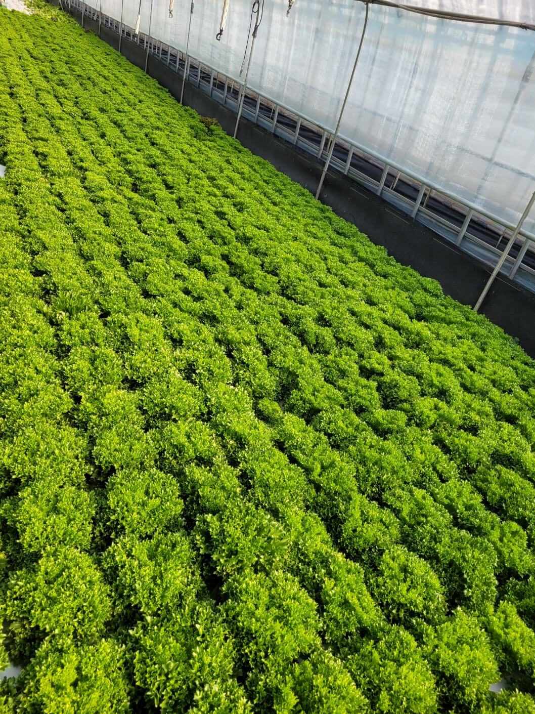 크리스피아노(프릴아이스)