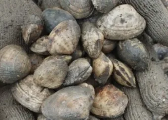 바지락 효능 보관방법 씻는법 해감시키는법_18