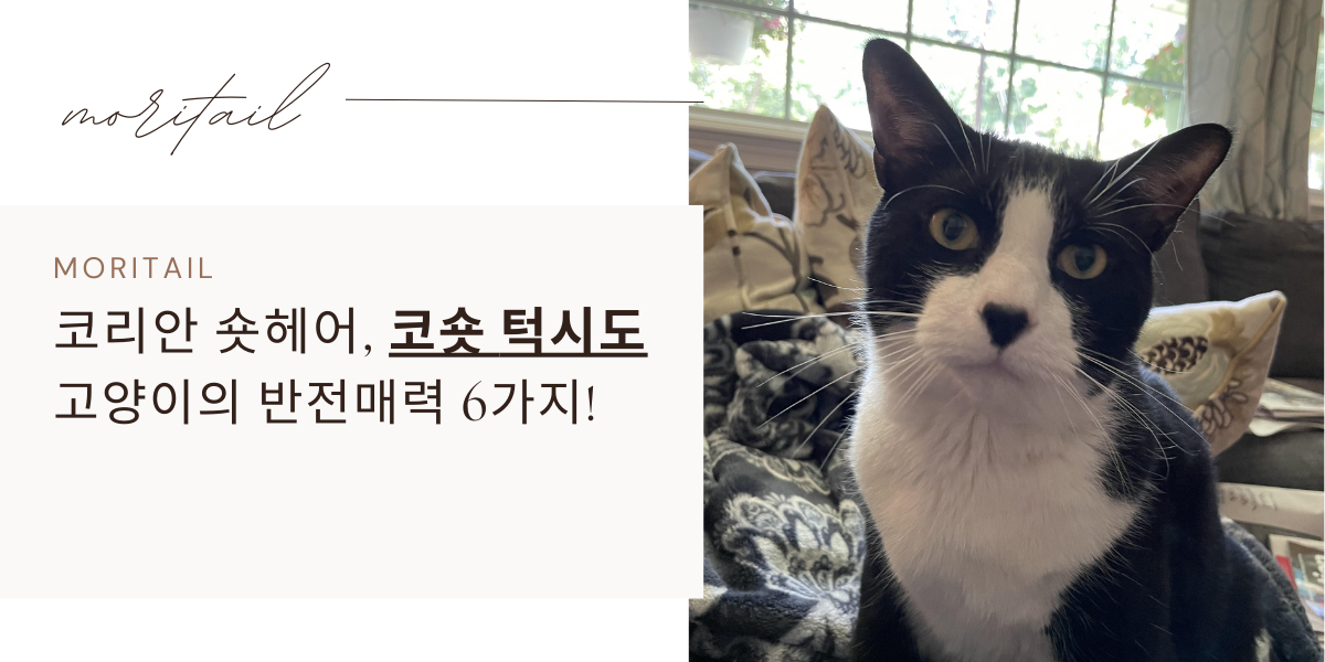 코리안 숏헤어 / 코숏 턱시도 고양이의 반전매력 6가지!