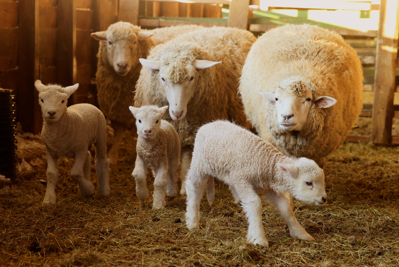 대관령양떼목장