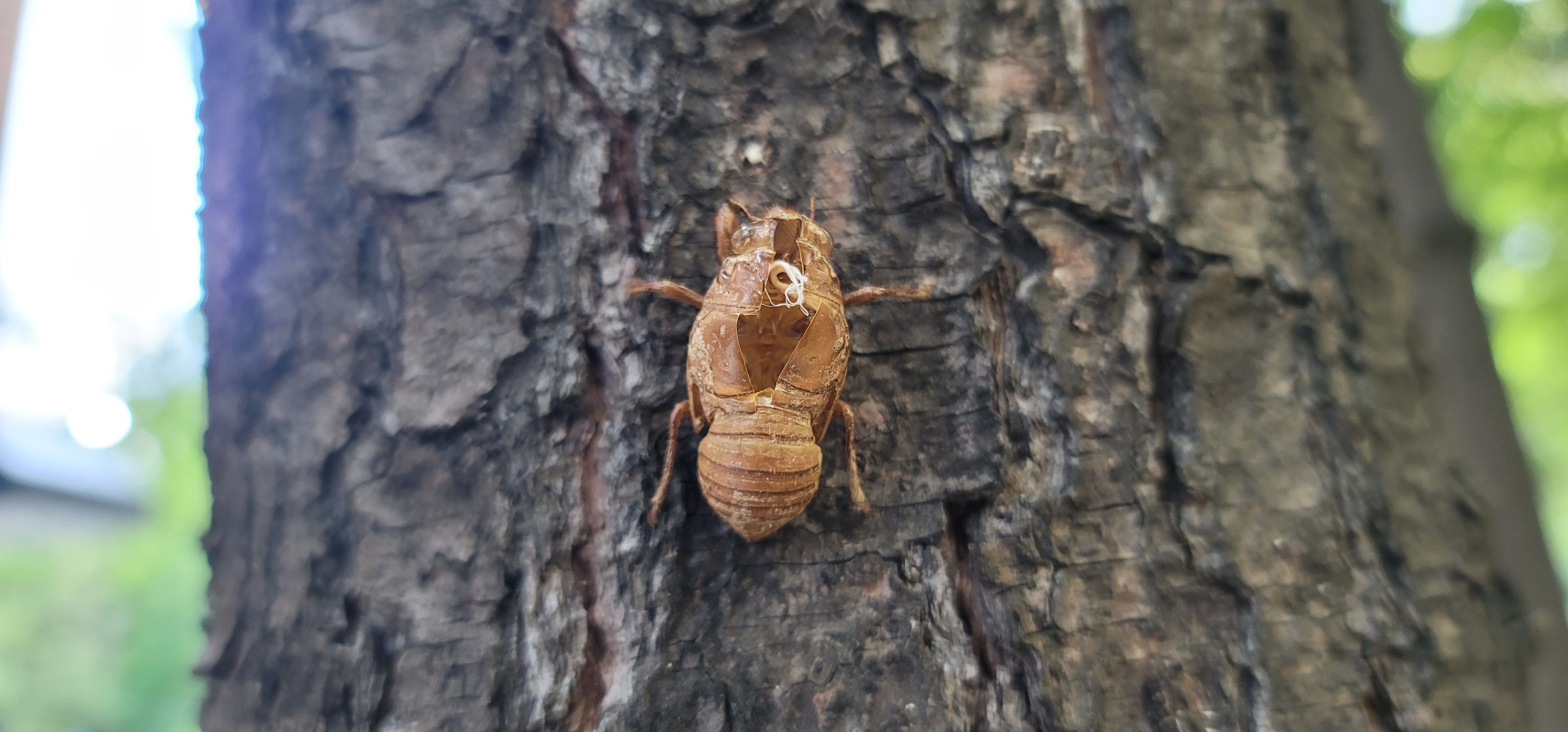 매미 탈피 껍질