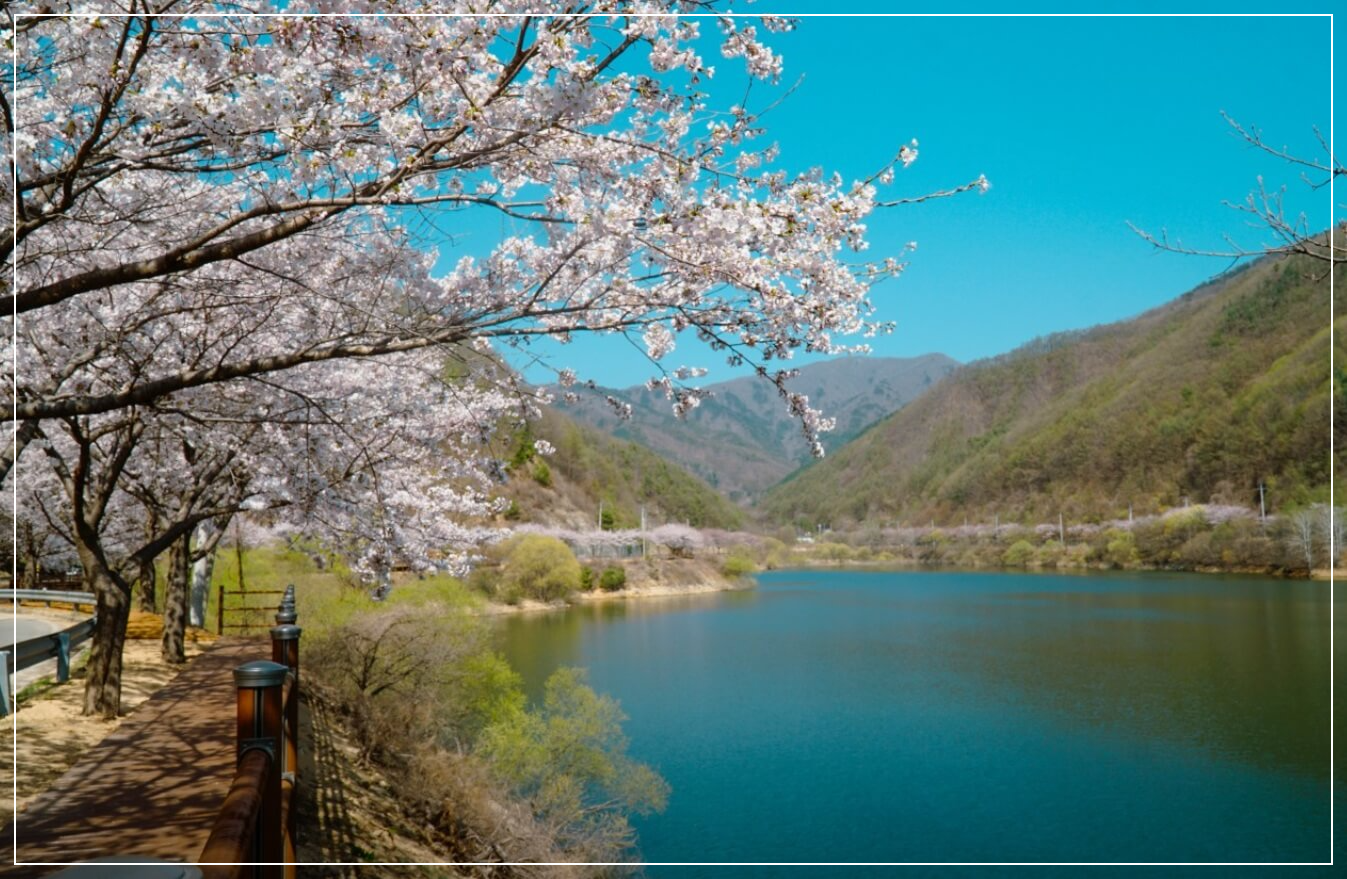 봉화 가볼만한곳 베스트10 물야저수지 벚꽃길