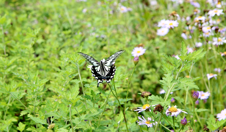 당진 삼선산수목원