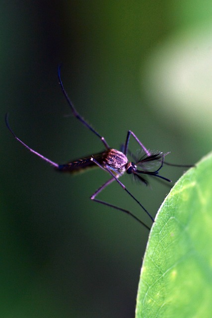 말라리아 주의보