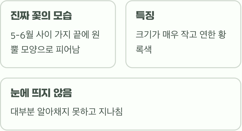 진짜 꽃은 따로 있어요