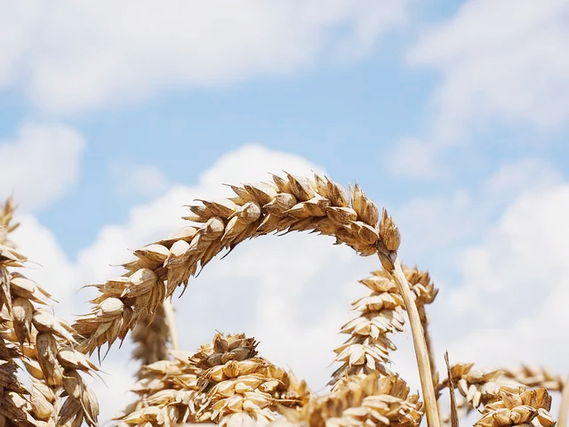 카무트 산화 스트레스 줄여줌