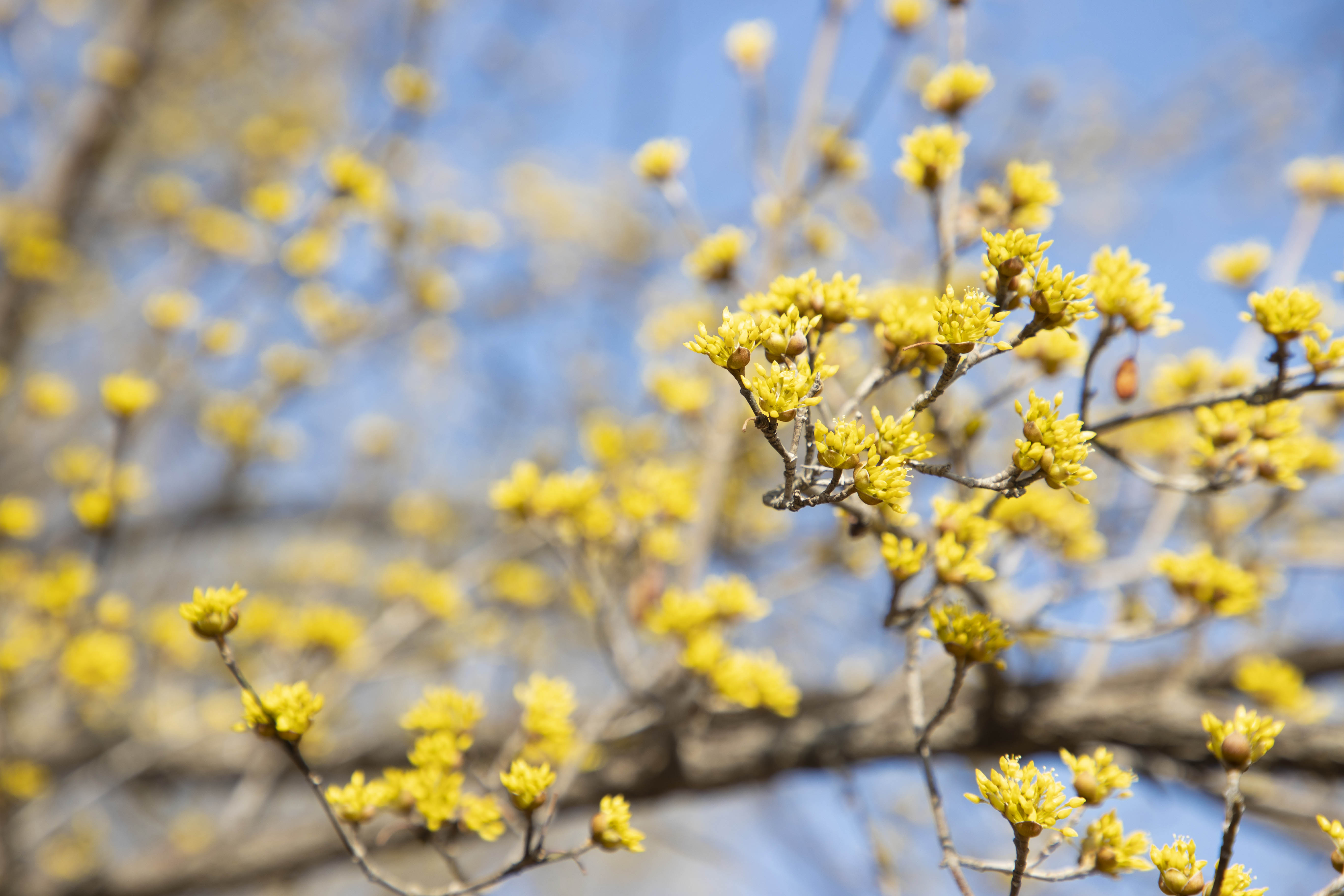 2023년 구례 산수유축제 총정리