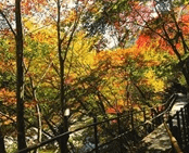 단풍여행 1박2일 버스 단풍구경