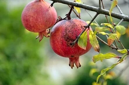 나무에-열려있는-석류