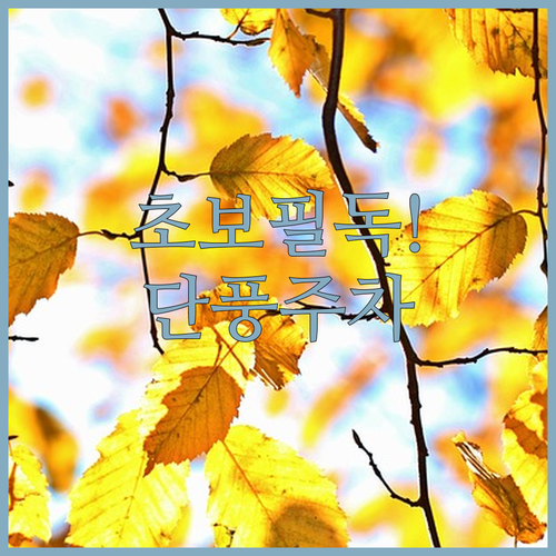 초보 운전자 단풍 여행 주차 가이드 ..