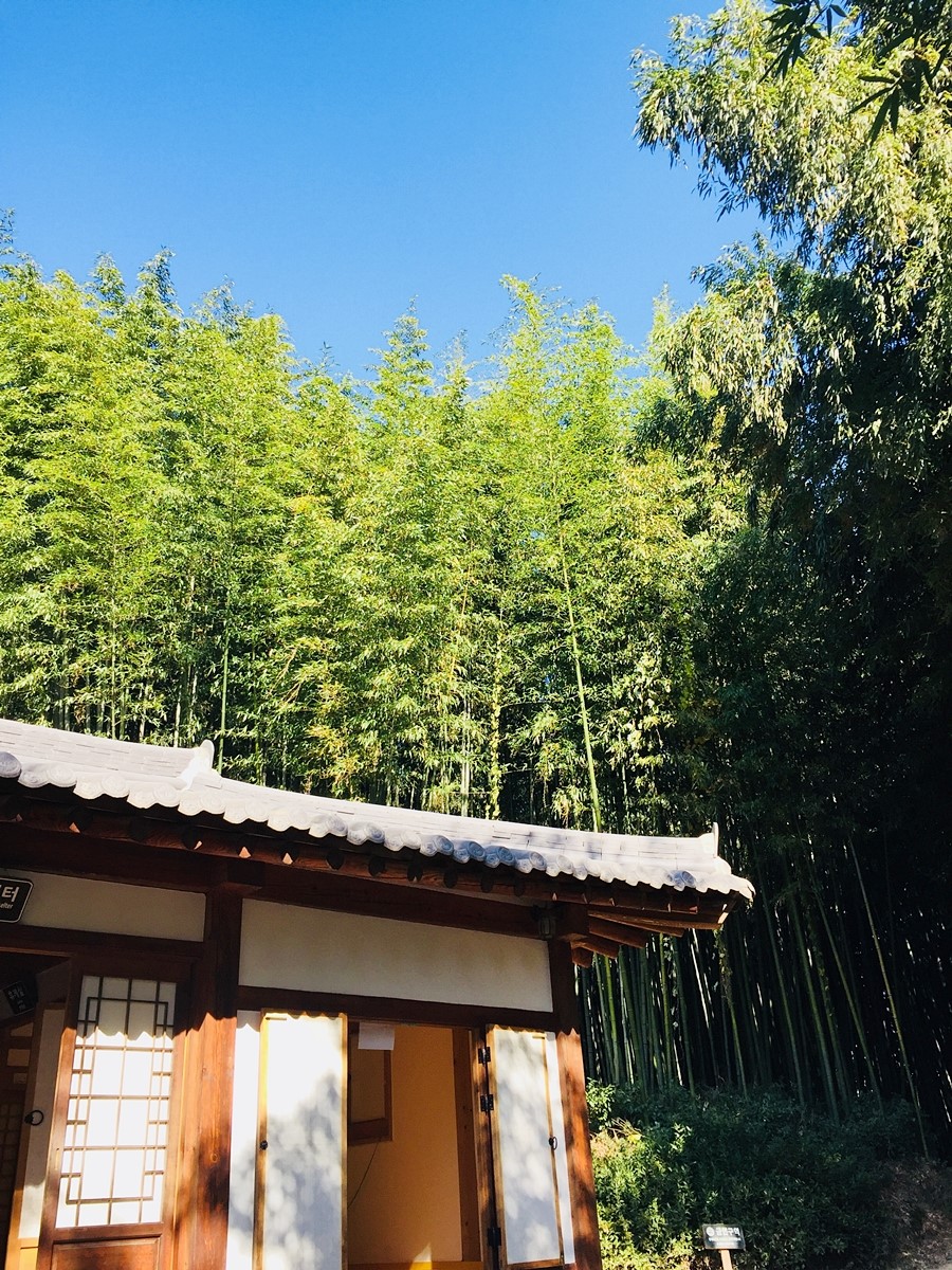 [5월 축제]2025년 담양대나무축제❘기간, 일정, 프로그램, 죽녹원