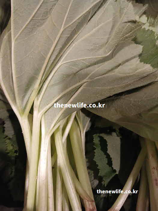 머위 성분 영양가치