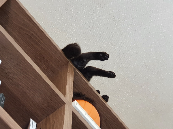 책장 위 태일이