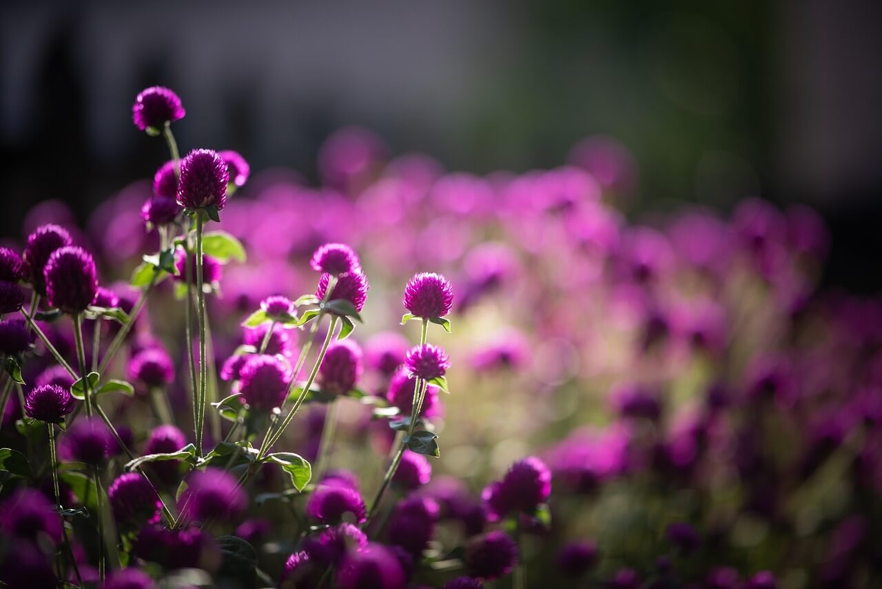 가평 자라섬 꽃축제(가을) 일정