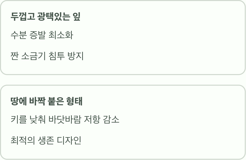 &amp;#39;두꺼운 잎&amp;#39;에 담긴 생존 전략