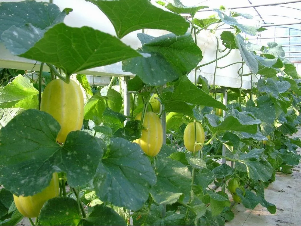 참외 재배 꽃 솎기 차광막 설치 당도 관리_2