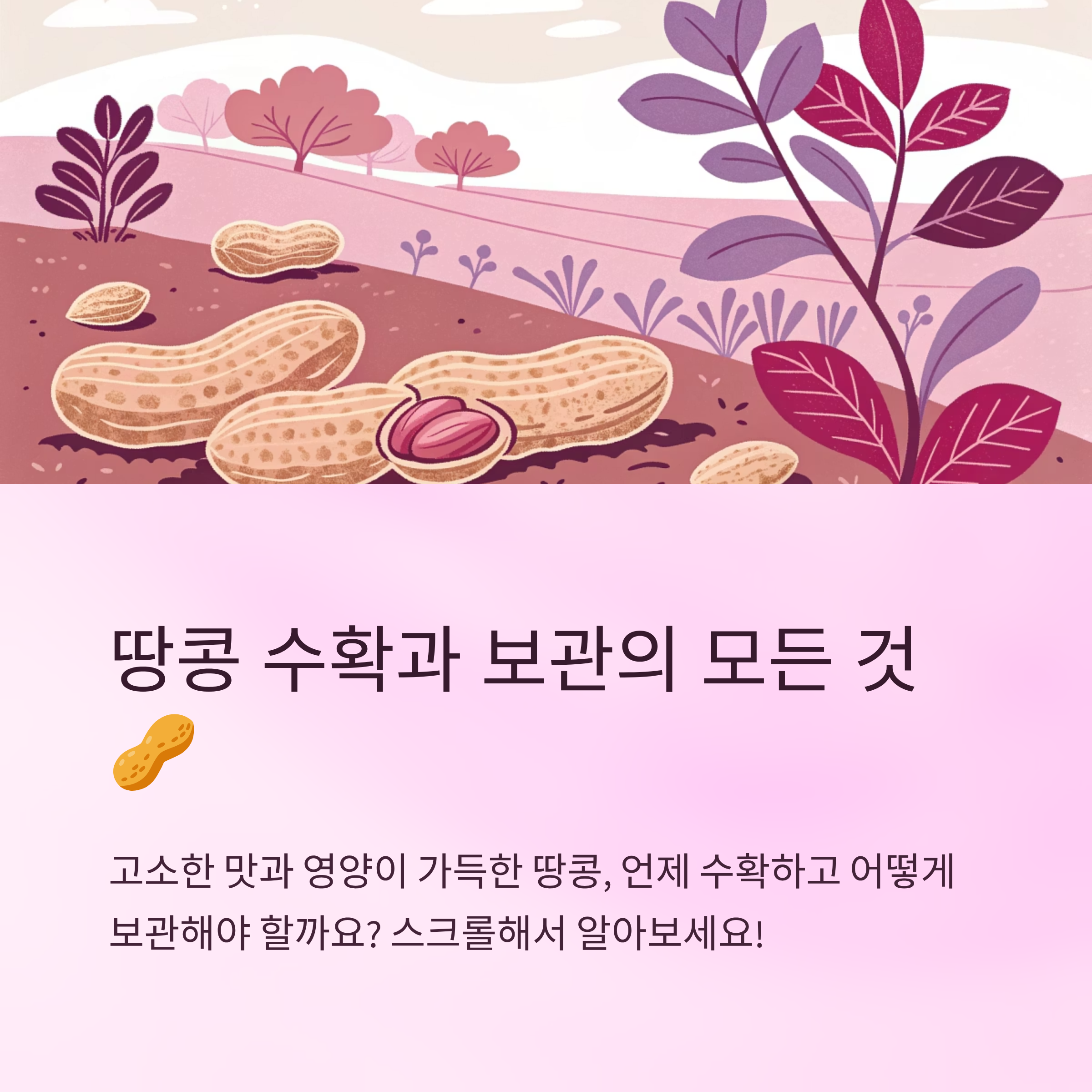 땅콩 수확시기와 알맞은 보관법 안내
