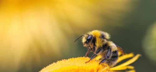 프로폴리스 이미지