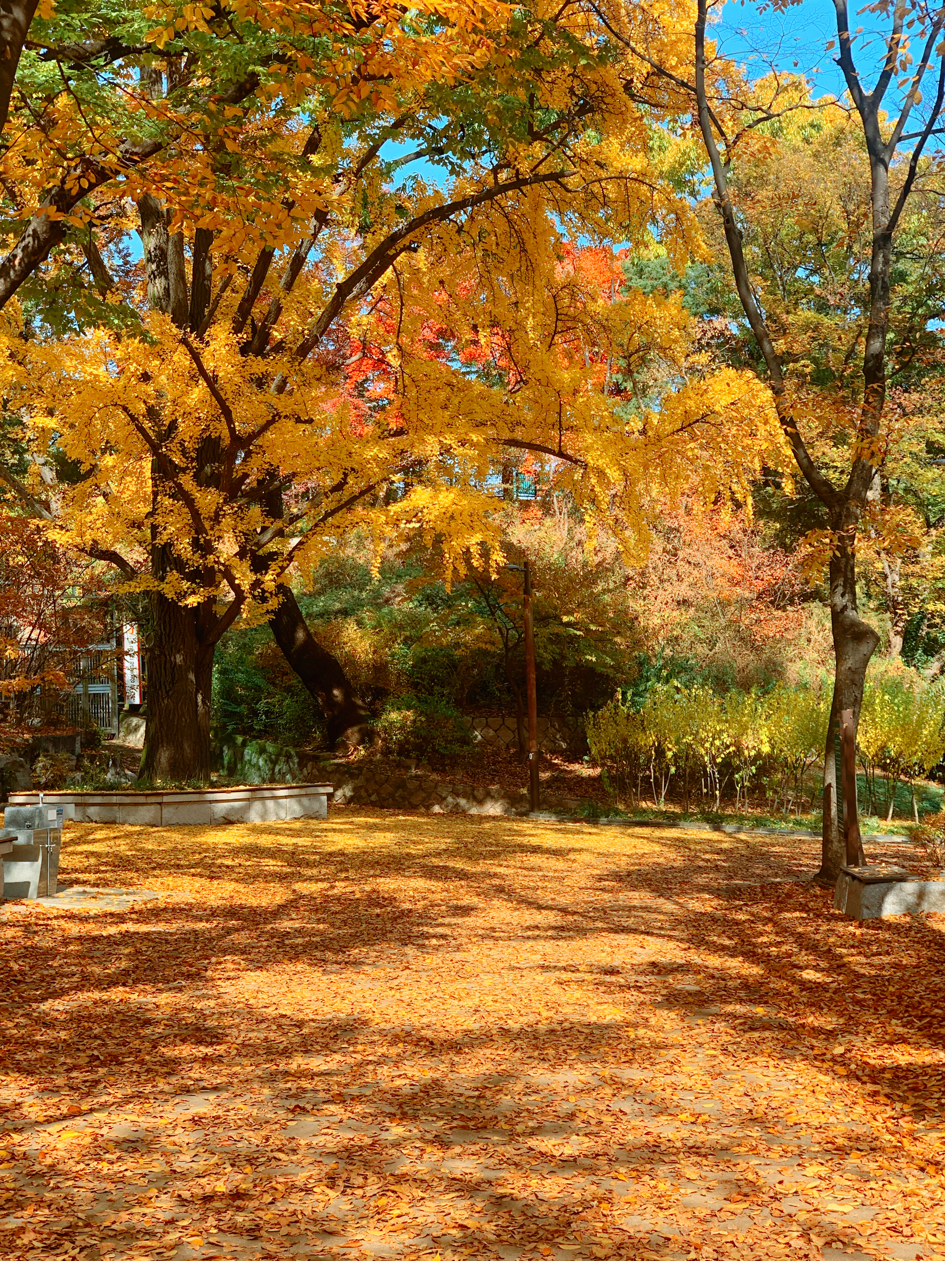 신라호텔 단풍 구경 장충단공원