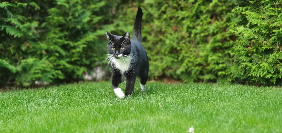 cat grass