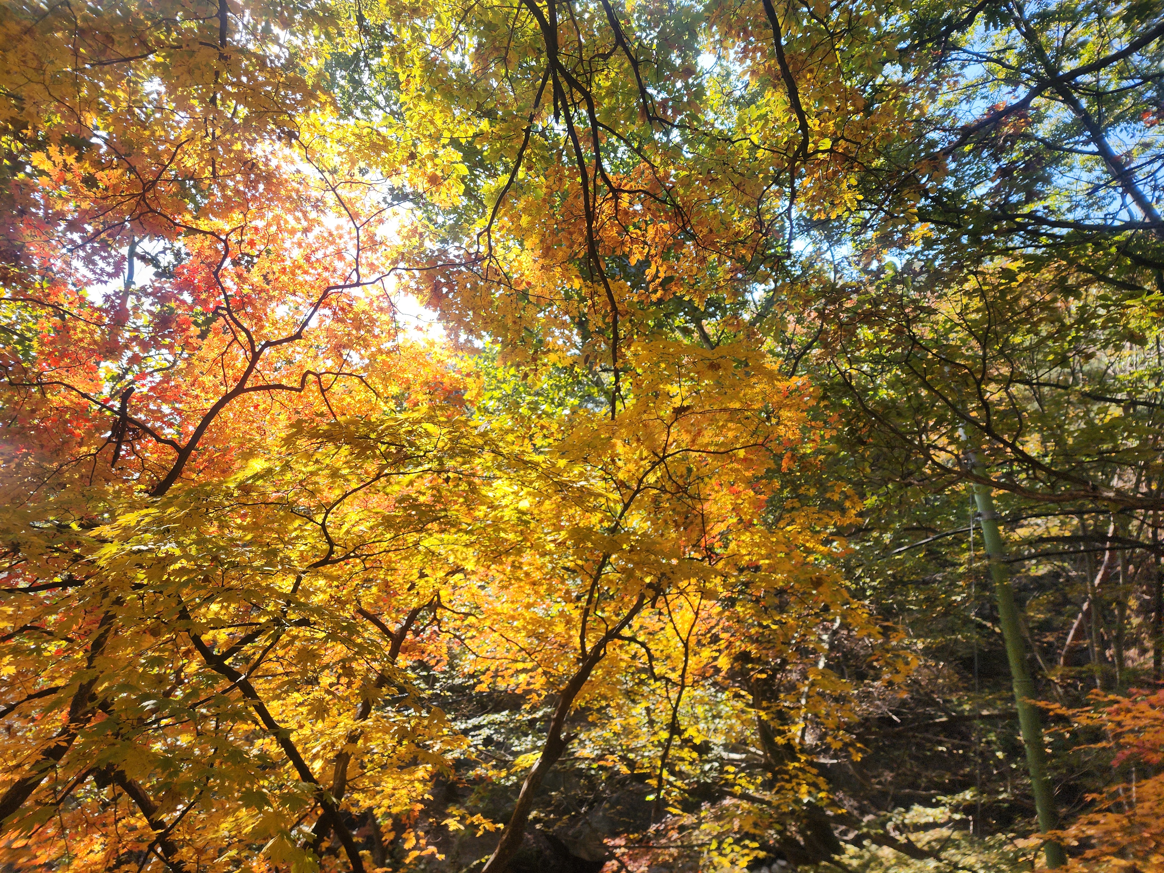 도봉산 단풍 절정