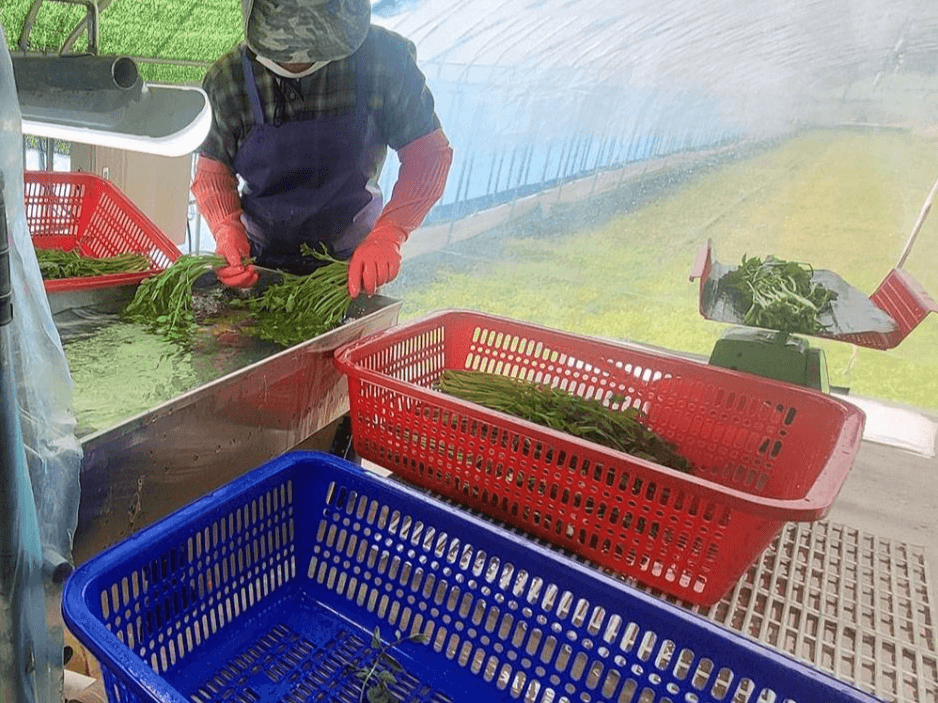 원동 미나리축제