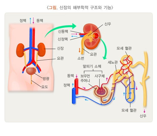신장기능의 해부학적 구조