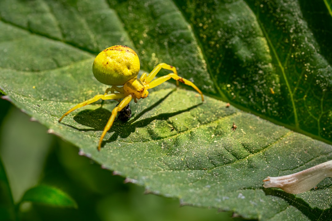 Insect