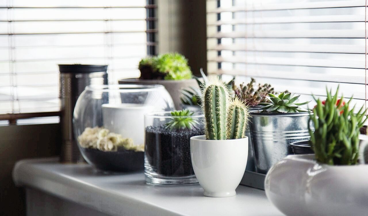 좁은 집에서 그린 인테리어로 생기 불어넣기