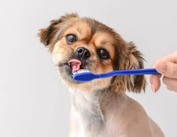 강아지 입냄새, 왜 생기고 어떻게 없앨까? 5가지 관리 팁