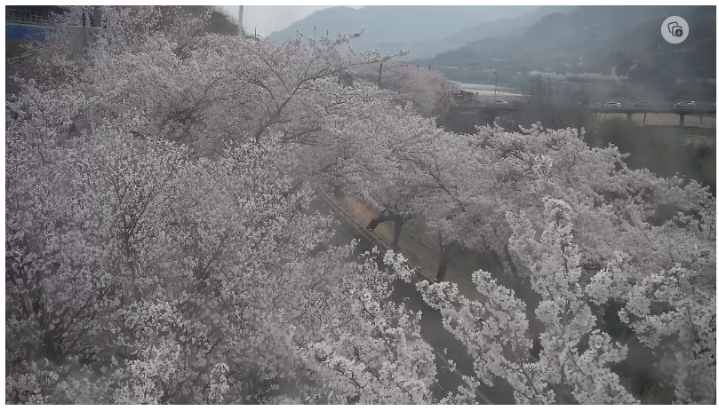 화개 삼거리의 만개한 벚꽃
