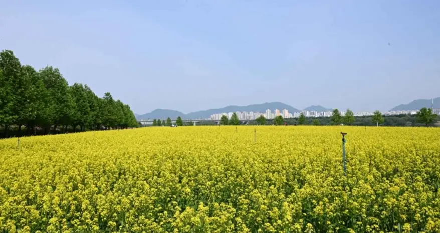 구리-한강-유채꽃-축제
