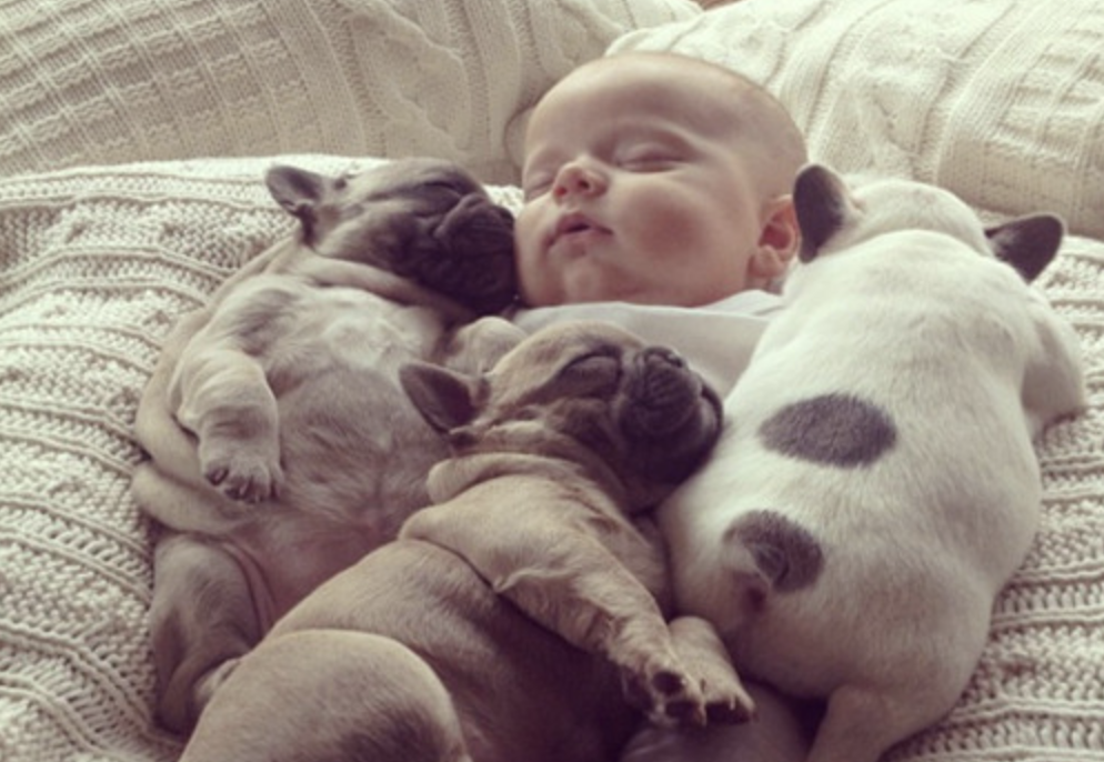 아기와 잠자는 강아지들