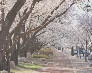 경주벚꽃축제_17