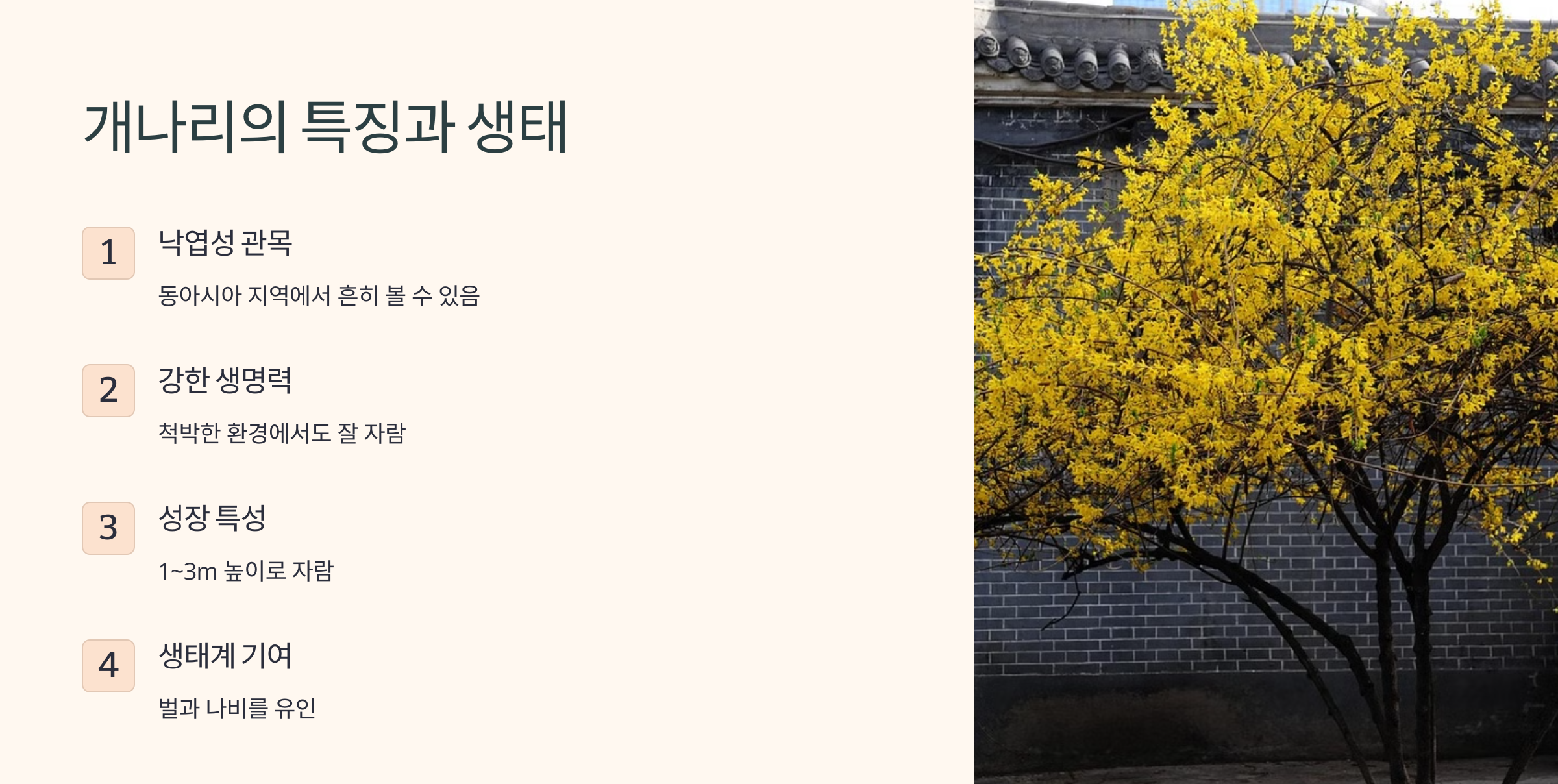 개나리꽃