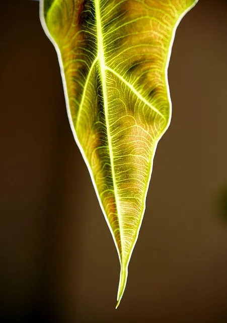 화분 잎끝마름 해결 습도관리 분무타이밍 물주기조절 실내가습 요령_4