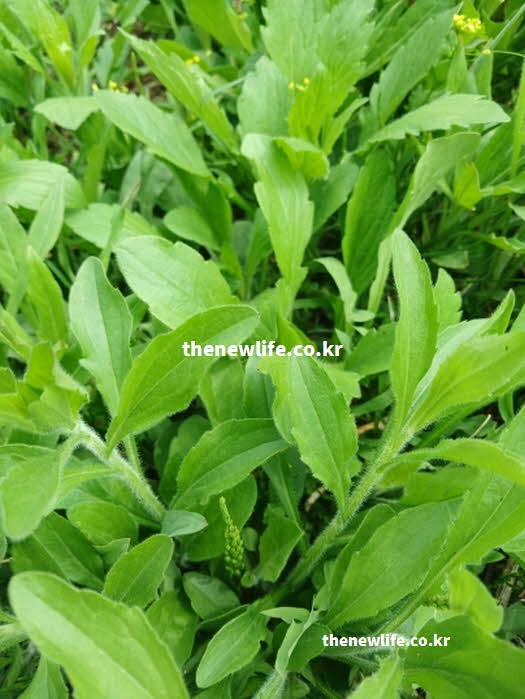 망초대 효능 성질 제철 시기