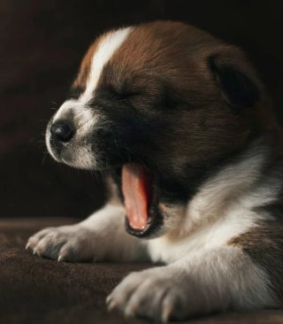 하품 하는 강아지