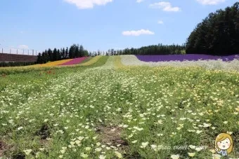 7월 8월 일본 홋카이도 날씨 축제 관광지_6