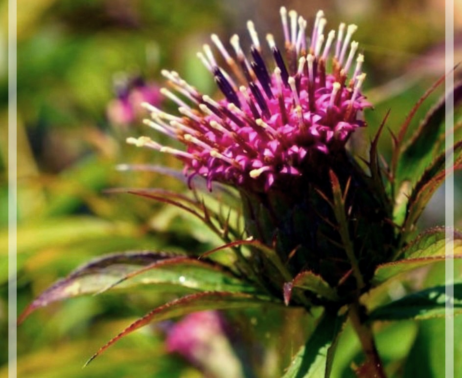 삽주의 효능 및 활용법
