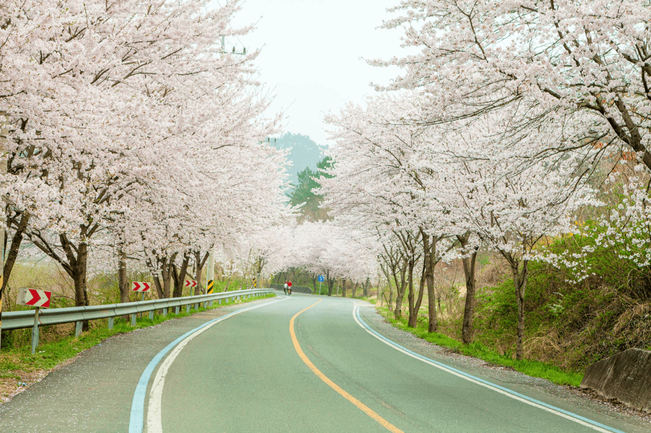 섬진강 벚꽃 축제