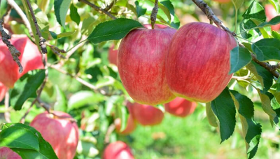 나무에 열린 사과