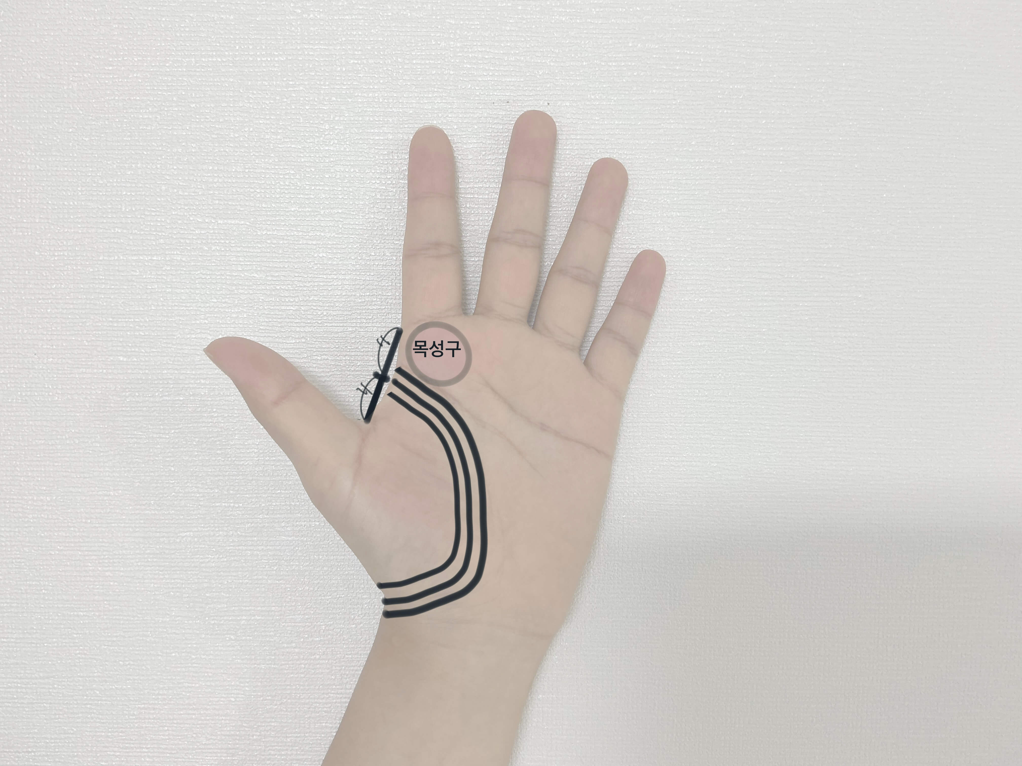 생명선 시작점