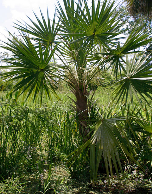 serenoa repens 사진